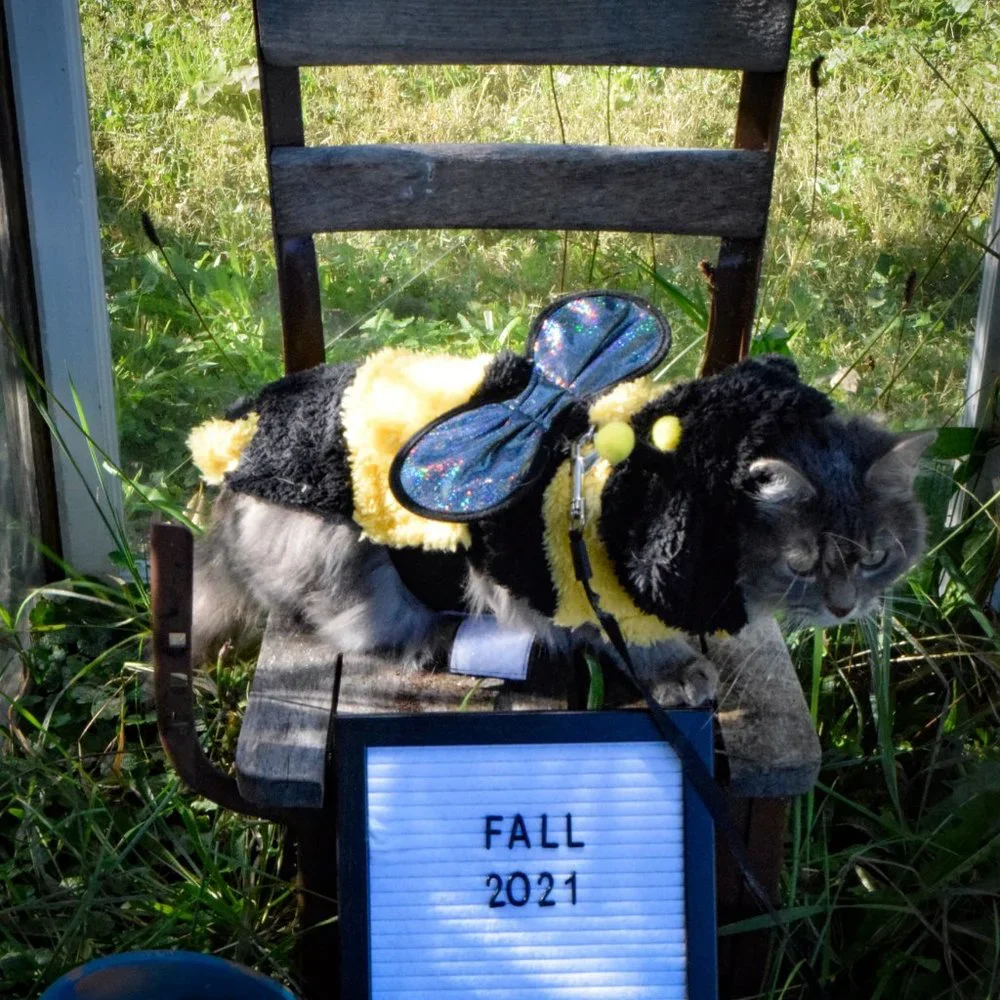 Bumblebee Cat Halloween costume